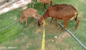 Sheep0