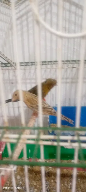 بسم الله ثلاث طواير جاهزات