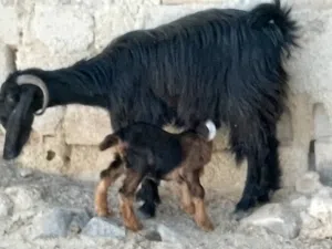 عنز ورها جدي روم عليها معاها ريشه حبه من جال صحه متازة وبزرة بلديه حشمه ونخب مطعمات ماخذات مطعوم