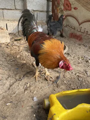 ديك كويتي شمسي صحة و نظافة فول شرط الشد اقرا الوصف