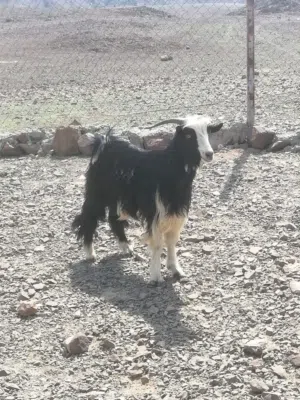 اغنام لي بيع اقراء وصف جيدا                              .        ...                      ...     .