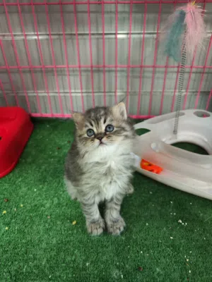 قطه انثى بريتش على عمر شهرين متعوده على اللتر بوكس