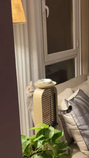 قط سكوتش للبيع ( انثى )