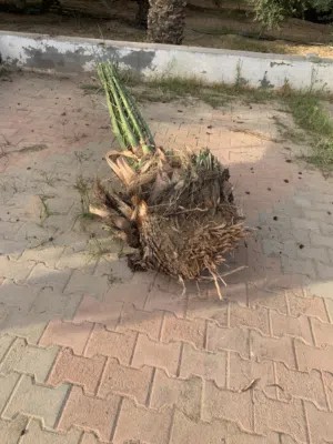 جميع أصناف فساءل النخيل