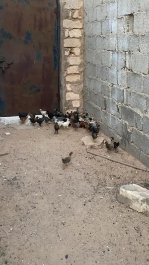 المكان ورشفانه الزهراء 85طرف ربي يبارك السعر بي طرف 9 جمله 8سعر