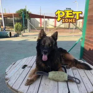 متوفر جراء جيرمن شيبرد شولاين لونغ هير مستوى عالي .. حاصلين على جميع اللقاحات اللازمه وجرعه الدود