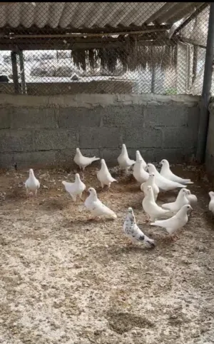 حمام لاحم سوبر جامبو