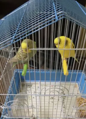 للبيع طيور مع القفص