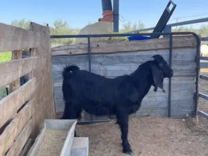 جدي سمين ربي يبارك