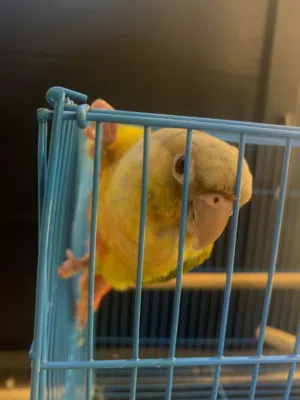 كنيور اناناس