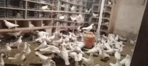 بط مصري وحمام فرنسي وارانب هولندي