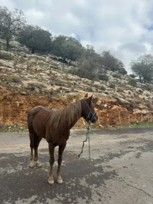 حصان ساغ سلم