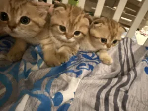 قطط اسكوتش فولد البيع متدربه علي لاتر بوكس  وتاكل دراي فود واكل عادي