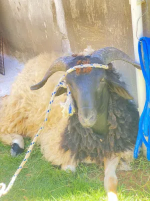 خروف للبيع