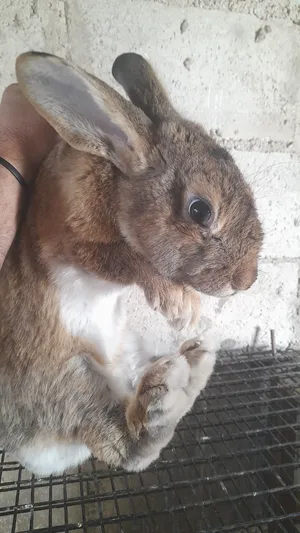 Rabbits2