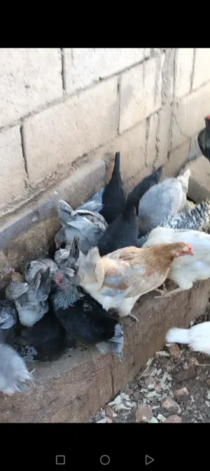 جاج بلدي للبيع بياض الان فيه تحتهن بيض وببيضن يومي صحه ونضافه ولا عيب