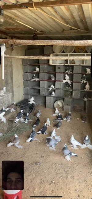 اسسلام عليكم حضيرة ربي يبارك هزاز و اسباني تقريبآ 15 كوبيه كلهم تحتهم فروخ