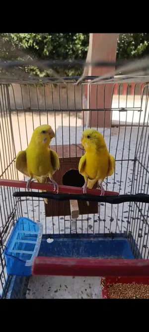 كوبيه بقلينو اقرأ الوصف