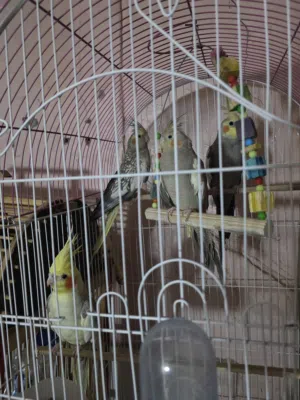 زوجين كوكتيل للبيع ربه بيت جناح كامل