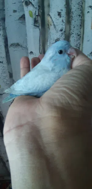 Pacific parrotlet babies homebreed