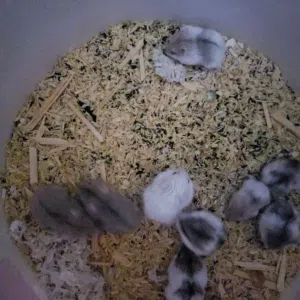 همستر روسي مطبع