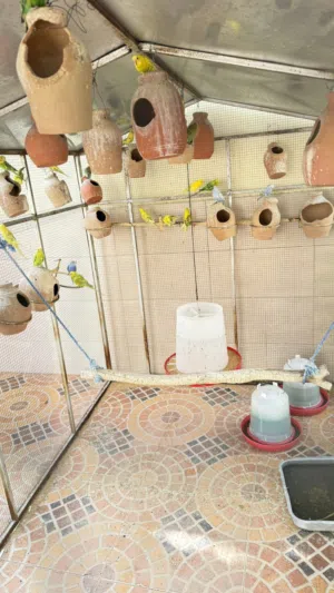 طيور كناري مع القفص و الجحال للبيع