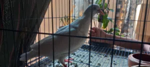 زغلوله لاحم فرنساوى بيور