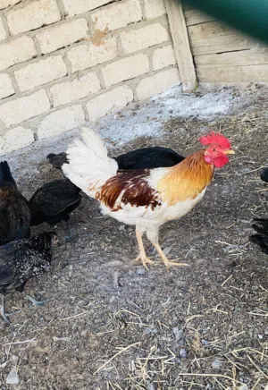 فراريج عربيات حاجه ربي يبارك نضاف داجاج حوازه محصنات