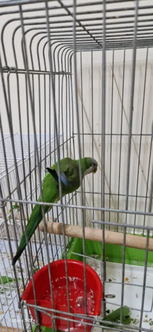 للبيع كويكر ذكر حق انتاج