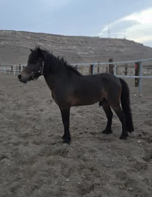 فحل بوني منتج