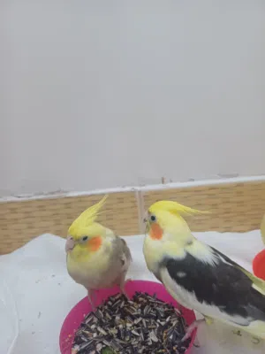 للبيع  زوج كوكتيل  الافين
