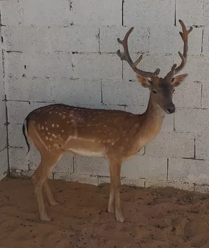 ‏غزلان‏1