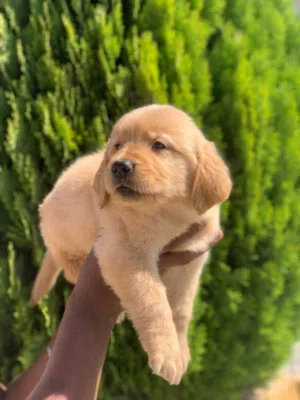 Golden retriever puppies