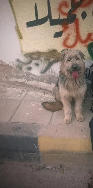 كلاب أليف للبيع