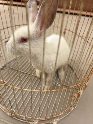 good rabbit not sick or damaged its playful and  he is cute