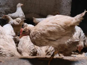 دجاج معمل للبيع