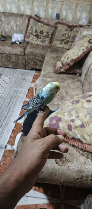 زوج طيور حب النثيه اليفه طينه وعده حالين 5 افراخ