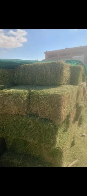 وجود في ناعور برسيم سلك من الجفر  بالات نخب اول كبس السنة  خالي من الحشائش وخالي من الرطوبة ناشف 100