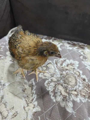 دجاج عرب للبيع فروج
