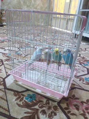 ‏طيور‏0