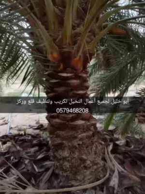 أبو خليل لجميع أعمال النخيل تكريب وتنظيف قلع وركز