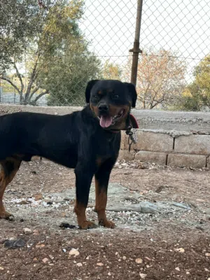 ذكر روت وايلر بوز افطس