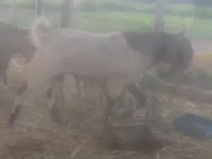 تيس باكستاني هديد حار ع الحلال وسمين فول سمنه