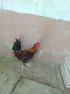 ديج عربي اصلي للبيع