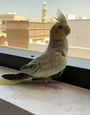 ببغاء للبيع