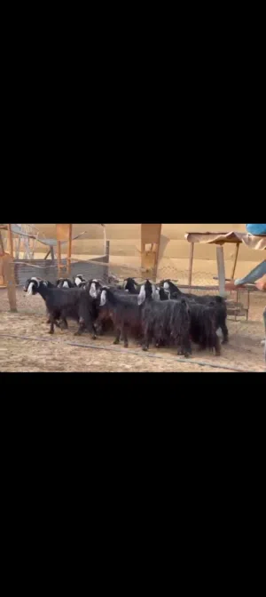 معز عوارض عشار