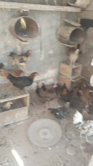 دجاج عربي بسم الله ماشاء الله