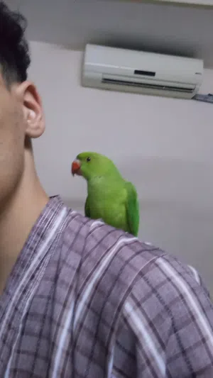 زوج دره أليف