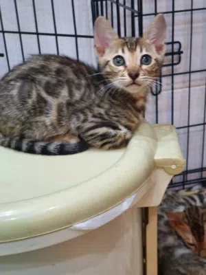 uaepet20 