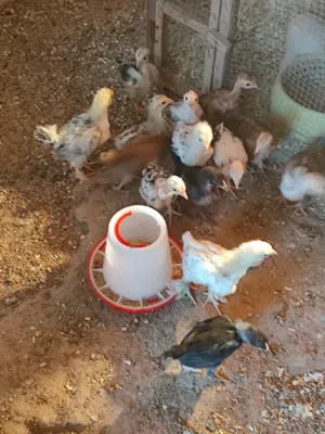 افراخ دجاج عرب وابو ركيبه ملقحات عمر شهر 6 زواح